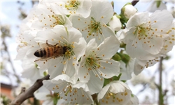 زیبایی‌های بهار در طبیعت مازندران + تصاویر