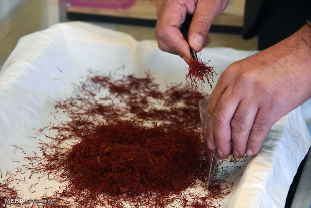 مراقب «دختر خواب» در زعفران باشید/ماده ای شیمیایی و خطرناک