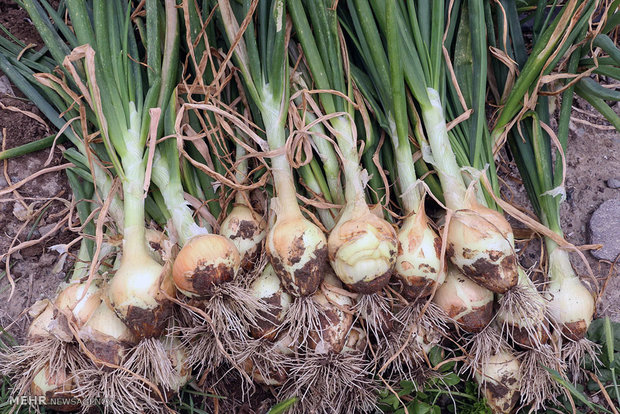 خواص پیاز خام در مقابله با گرمازدگی