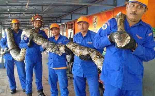 بزرگترین مار پیتون جهان کشف شد