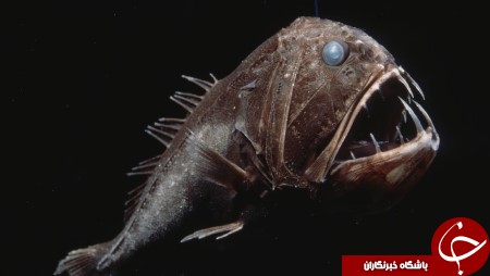 ترسناک‌ترین قاتلان ناشناخته دریا/ تصاویر