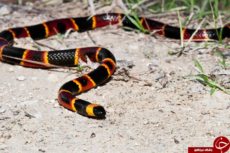 مهیب ترین خزندگان دنیا/تصاویر