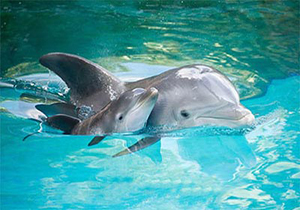 لحظات شگفت انگیز تولد دلفین + فیلم