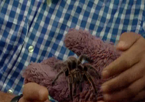 تسخیر «خندوانه» به دست حشرات و عنکبوت بیوه + فیلم