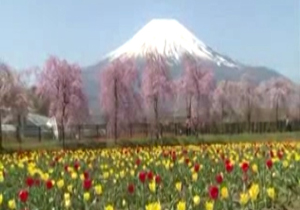 گُل دادن زود هنگام لاله ها و زیبایی حیرت انگیز + فیلم