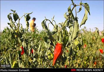 فلفل قرمز به سلامت قلب کمک می کند