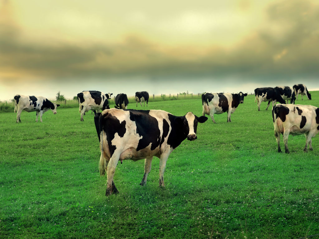 سهم مازندران در اقتصاد مقاومتی; مازندران و ظرفیت‌های پیدا و پنهان در زمینه تولید دام و طیور/ استانی که باید به صادرات بیاندیشد