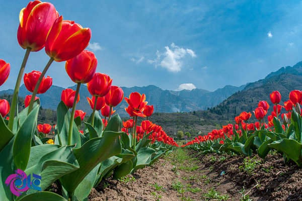 بزرگترین باغ گل لاله آسیا