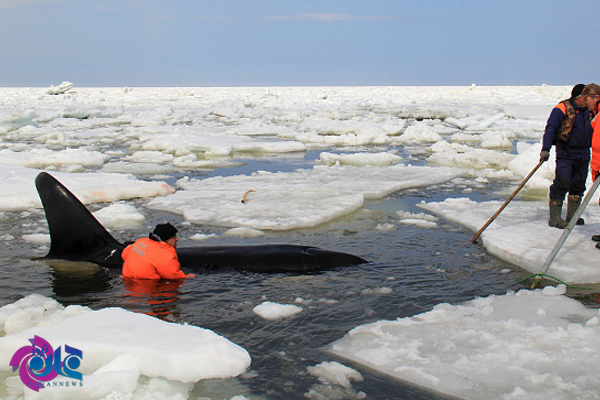 نجات نهنگ‌های قاتل از میان یخ‌ها