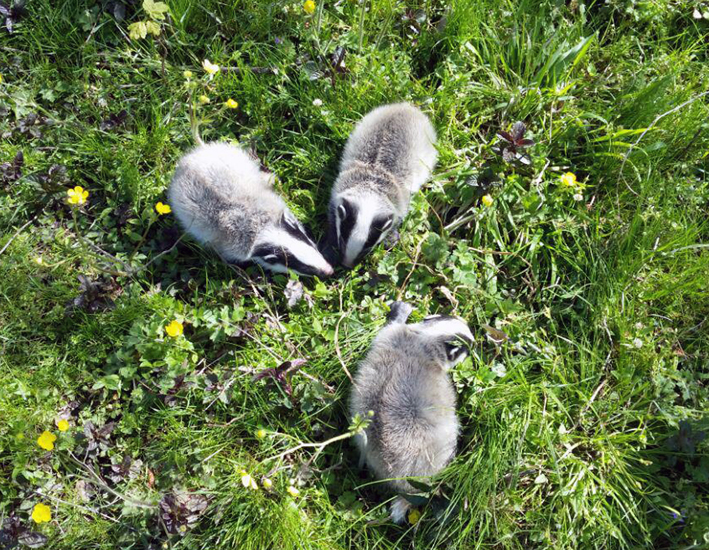 نجات چهار قلاده رودک از سیلاب بابلرود توسط محیط بانان+عکس