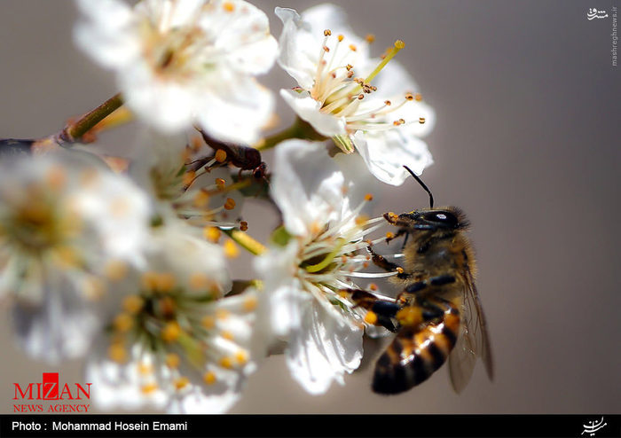 حیرت بهار از زیبایی شکوفه‌ها