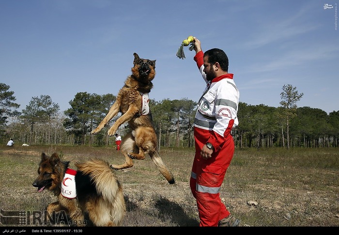 عکس/ آموزش سگ‌های زنده یاب