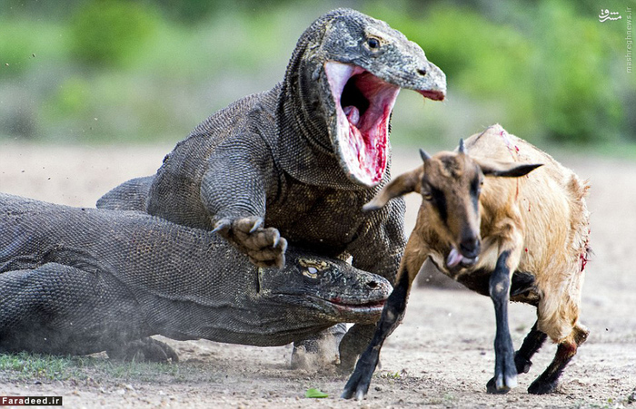 عکس/ شکار به سبک اژدهای کومودو