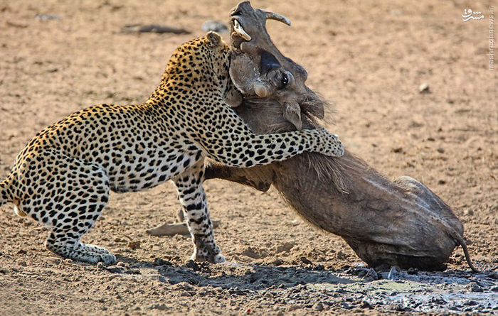 عکس/ خواب بی‌موقع، گراز را به کشتن داد