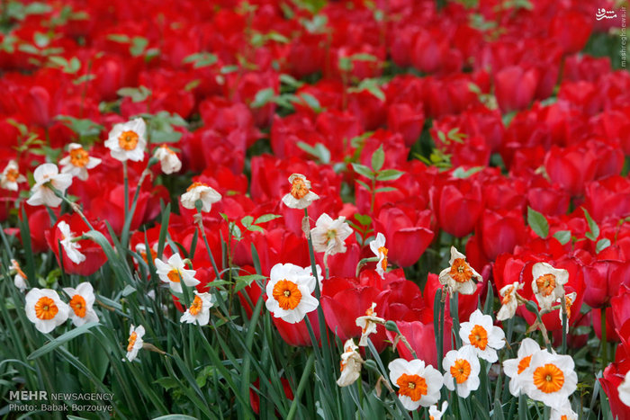 عکس/ بوستان باغ ایرانی