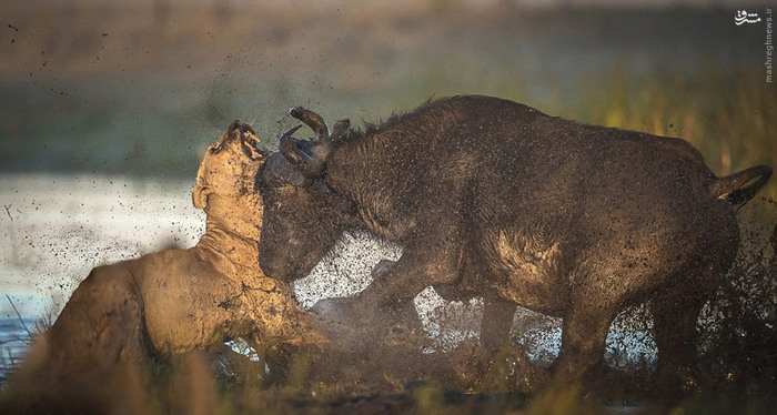 عکس/ شکست سنگین شیرها در باتلاق