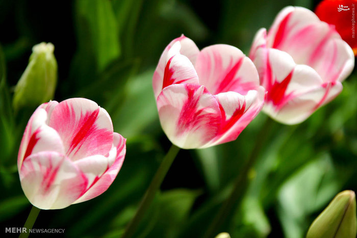 عکس/ تبریز میزبان لاله‌ها