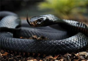 لحظات دلهره‌آور شکار مار یک و نیم متری در وسط شهر! + فیلم