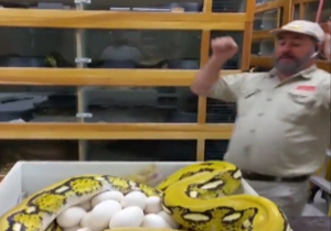 جابجایی ترسناک تخم‌های مار عظیم‌الجثه + فیلم