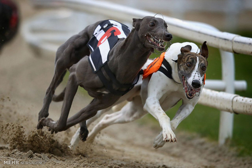 برترین تصاویر جهان در ۱۲ دی ۹۵