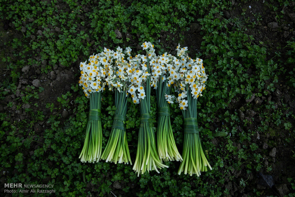 ‎فصل نرگس در مازندران