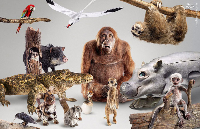 عکس/ ترفندی جالب برای تصویربرداری در حیات وحش