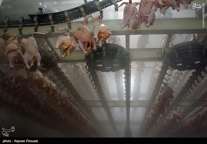 در کشتارگاه مرغ چه می گذرد