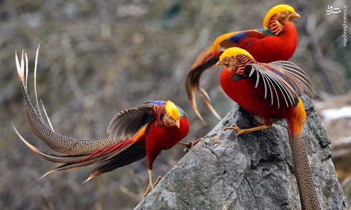 منتخب حیات وحش در هفته گذشته