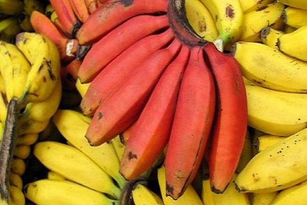فواید موز قرمز را بشناسید/کمک به سلامت قلب