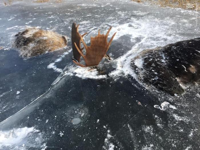 یخ‌زدن ۲ گوزن هنگام عبور از رودخانه‌