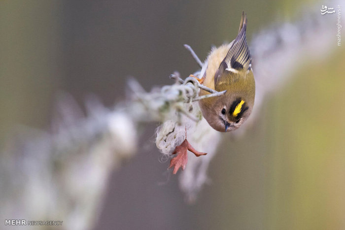 تصاویر برگزیده حیات وحش در هفته گذشته‎