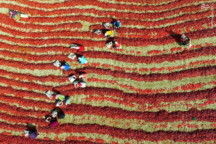 برداشت فلفل قرمز در چین