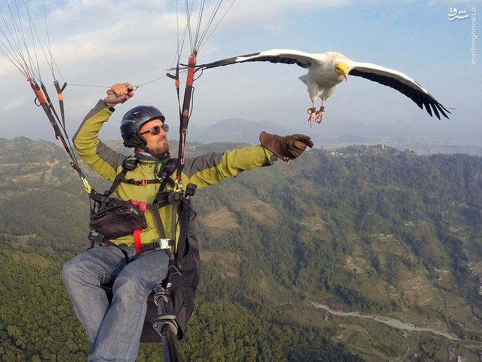 لذت پرواز با کرکسها در آسمان