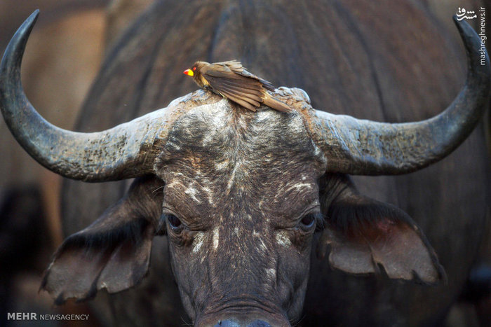 تصاویر منتخب حیات وحش هفته‎