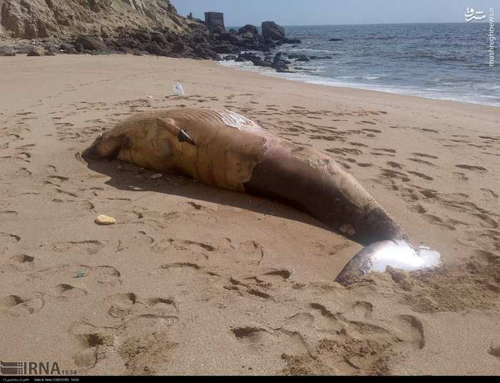 نهنگ به گل نشسته در چابهار