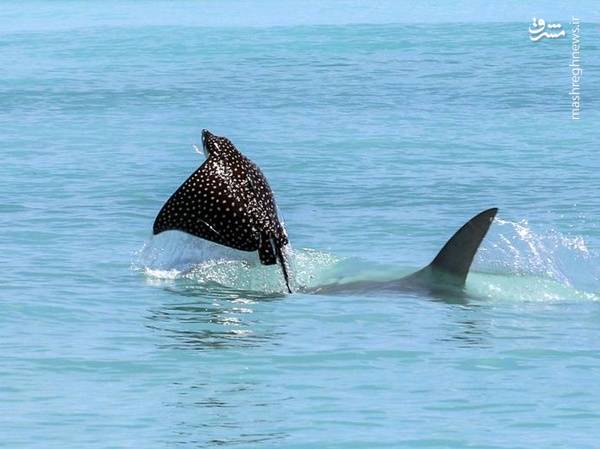 فرار حیرت انگیز از آرواره‌های کوسه