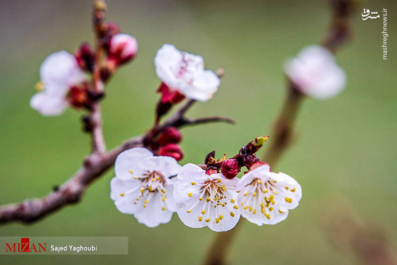 شکوفه های بهاری