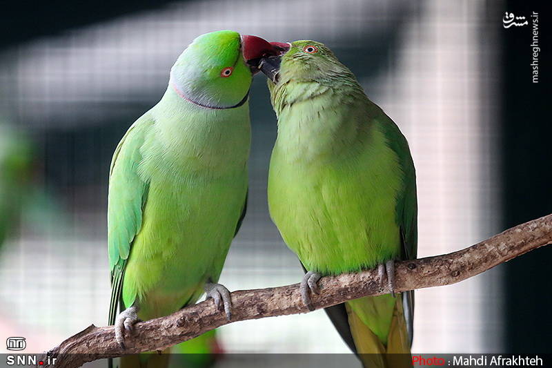 باغ پرندگان تهران