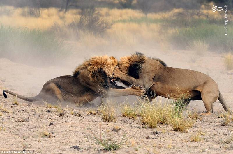 جنگ سلاطین !