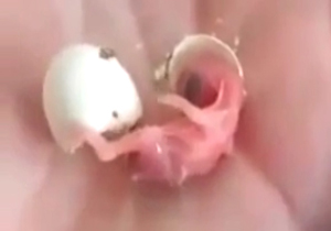 لحظه دیدنی تولد یک قناری + فیلم