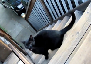 گیر کردن یک مار در بینی گربه! + فیلم