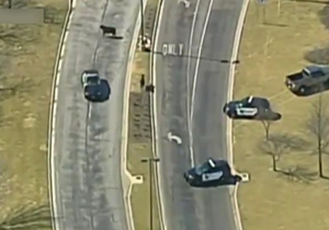 پلیس‌های گاوچران آمریکا! + فیلم