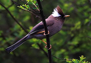 پرندگان عجیب و غریب دنیا + فیلم