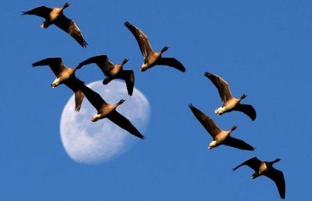 ۶۰ درصد پرندگان میانکاله مهاجرت کردند