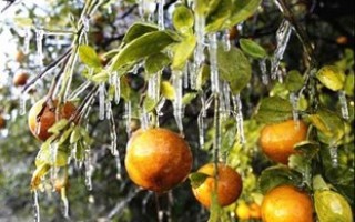 قصه ناتمام رنج باغداران مازندرانی