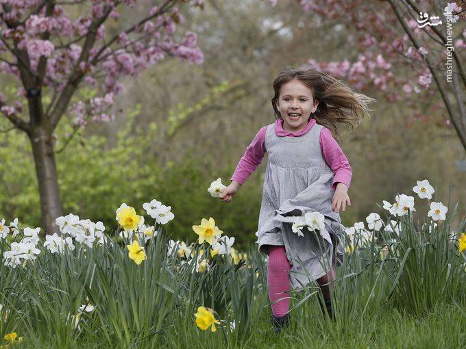 شکوفه های بهاری در نقاط مختلف جهان‎