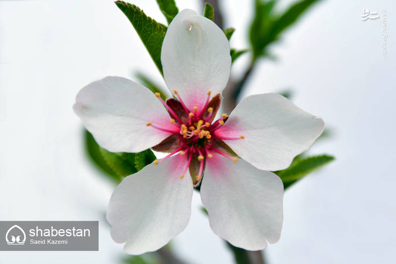 شکوفه های بهاری