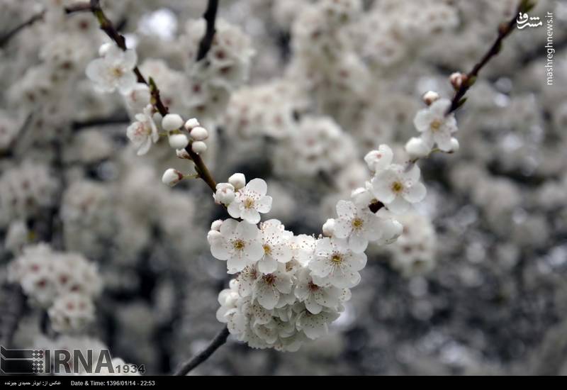 شکوفه های بهاری در رودبار