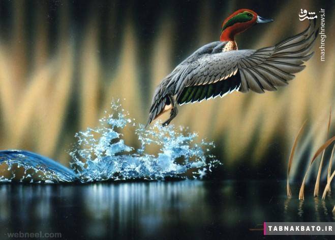 شکار لحظه ها از دنیای پرندگان