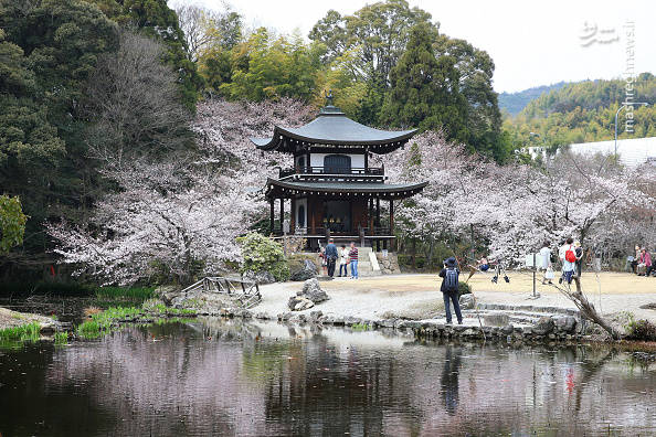 بهار در ژاپن